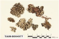 藏品(雪花衣屬)的圖片